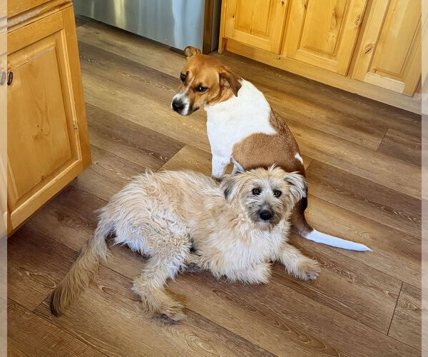 Medium Photo #10 Mutt Puppy For Sale in Sandy, UT, USA