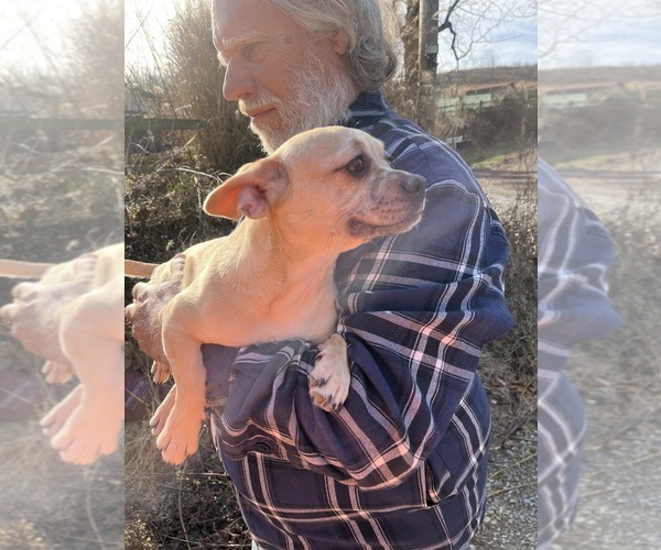 Medium Photo #38 French Bullhuahua Puppy For Sale in SPRAGGS, PA, USA