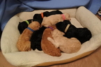 Small Photo #1 Poodle (Standard) Puppy For Sale in MOGADORE, OH, USA