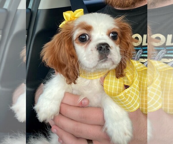 Medium Photo #1 Cavalier King Charles Spaniel Puppy For Sale in AUBREY, TX, USA
