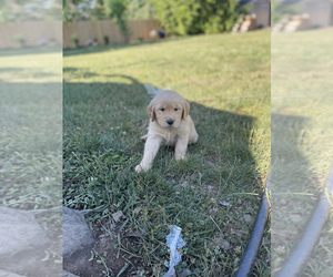 Golden Retriever Puppy for sale in OREGON CITY, OR, USA