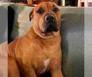 Rottweiler-American Pit Bull Terrier Dog for Adoption in PHILADELPHIA, Pennsylvania USA