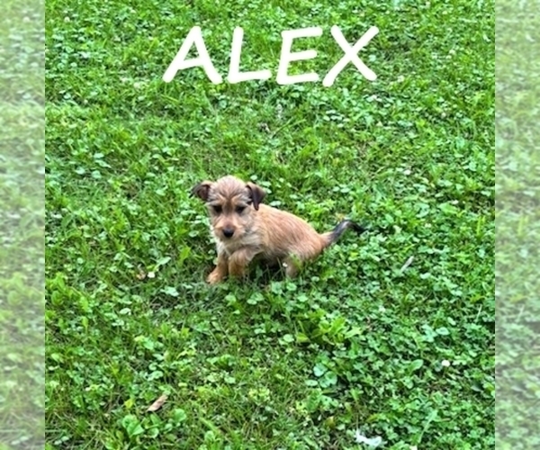 Medium Photo #3 Carkie Puppy For Sale in HARTLAND, MN, USA
