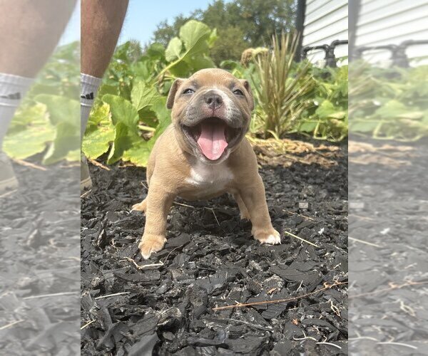 Medium Photo #23 American Bully Puppy For Sale in BLUE SPRINGS, MO, USA
