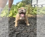 Small Photo #23 American Bully Puppy For Sale in BLUE SPRINGS, MO, USA