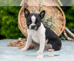 Puppy Dora Boston Terrier