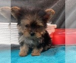 Small Photo #5 Yorkshire Terrier Puppy For Sale in HAMPTON, VA, USA