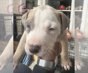 American Bully Puppy for sale in LAKE STATION, IN, USA