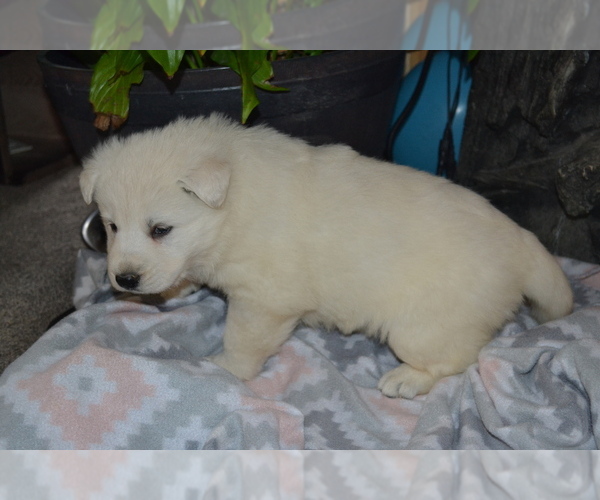 Medium Photo #2 German Shepherd Dog Puppy For Sale in GREENWOOD, WI, USA