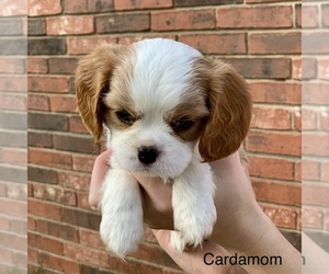 Cavalier King Charles Spaniel Puppy for sale in TULSA, OK, USA