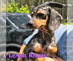 Small #5 Dachshund