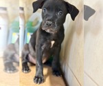 Small Labrador Retriever Mix