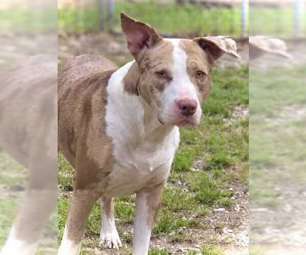 Medium Photo #1 American Pit Bull Terrier Puppy For Sale in Crandall, GA, USA