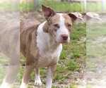 Small American Pit Bull Terrier