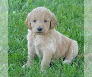 Goldendoodle-Poodle (Standard) Mix Puppy for sale in THORP, WI, USA