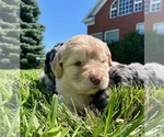 Puppy CC Goldendoodle