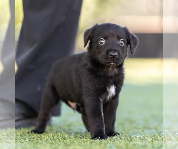Medium Photo #2 Dachshund-Unknown Mix Puppy For Sale in San Diego, CA, USA