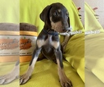 Small Photo #2 Doberman Pinscher Puppy For Sale in JURUPA VALLEY, CA, USA