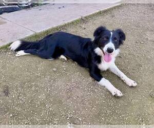 Border Collie Dogs for adoption in Paso Robles, CA, USA