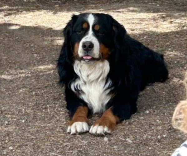Medium Photo #1 Bernese Mountain Dog Puppy For Sale in SALMON, ID, USA