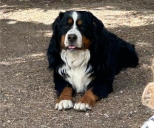 Father of the Bernese Mountain Dog puppies born on 02/23/2025