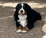 Small Photo #1 Bernese Mountain Dog Puppy For Sale in SALMON, ID, USA
