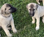 Small Photo #8 Anatolian Shepherd Puppy For Sale in LITTLE MEADOWS, PA, USA