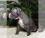 Small Photo #7 American Bully Puppy For Sale in PHILA, PA, USA