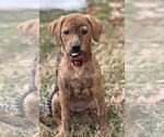 Small #1 Plott Hound-Retriever  Mix