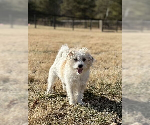 Medium Photo #1 Mutt Puppy For Sale in Warrenton, VA, USA