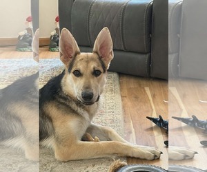 Harrison - Male German Shepherd Dog Dog for Adoption - Photo #16