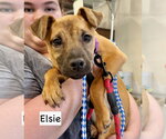Small #6 Black Mouth Cur Mix