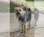 Small #1 Mutt