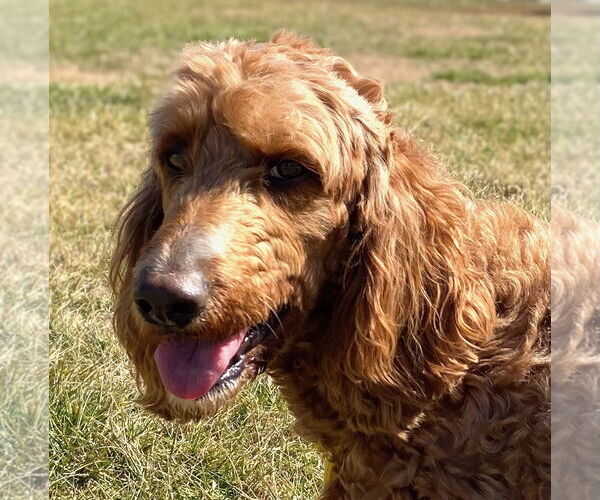 Medium Photo #1 Golden Irish Puppy For Sale in Pacolet, SC, USA