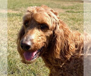 Golden Irish Dogs for adoption in Pacolet, SC, USA