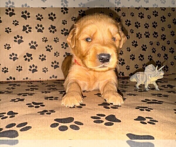 Medium Photo #12 Golden Retriever Puppy For Sale in PANA, IL, USA