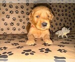 Small #11 Golden Retriever