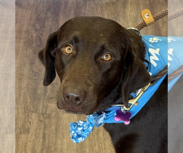 Medium Photo #1 Labrador Retriever-Unknown Mix Puppy For Sale in Fort Worth, TX, USA
