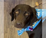 Small Labrador Retriever Mix