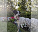 Small #2 Mutt