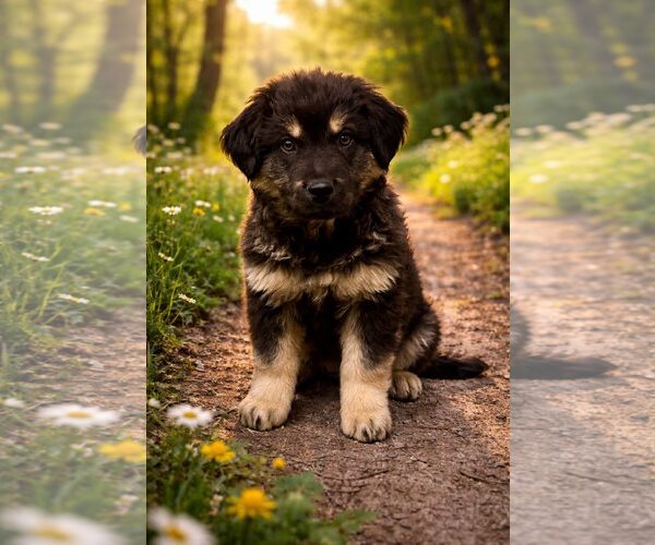 Medium Photo #1 Australian Shepherd-Unknown Mix Puppy For Sale in Cave Creek, AZ, USA