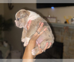 Small Photo #23 Olde English Bulldogge Puppy For Sale in OVERLAND, KS, USA