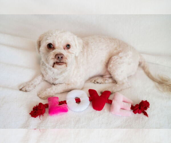 Medium Photo #1 Havamalt Puppy For Sale in Mundelein, IL, USA