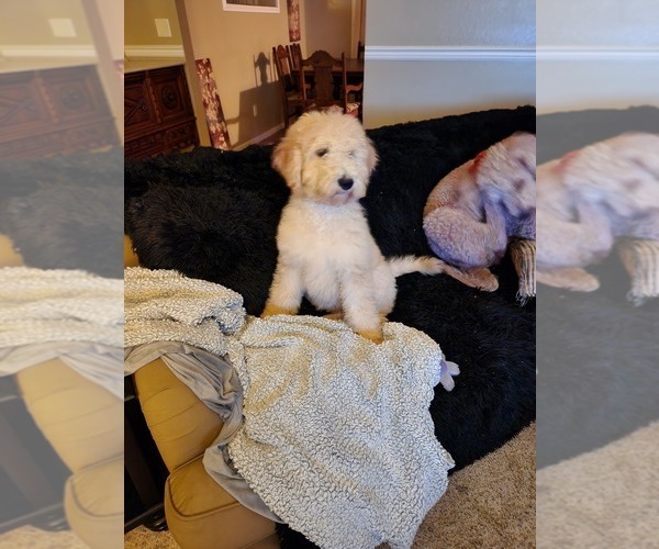 Medium Photo #2 Goldendoodle (Miniature) Puppy For Sale in GREELEY, CO, USA