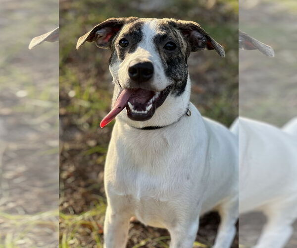 Medium Photo #4 Mutt Puppy For Sale in Sanford, FL, USA