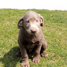 Labrador Retriever Puppy for sale in GAP, PA, USA