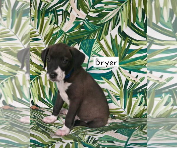 Medium Photo #2 Border Collie-Unknown Mix Puppy For Sale in Alexander, AR, USA