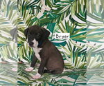Small #1 Border Collie Mix
