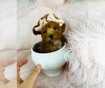 Puppy Teacup Poodle Poodle (Toy)