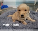Small Photo #4 Golden Retriever Puppy For Sale in BENTON, IL, USA